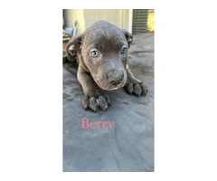 6 German Pit puppies for sale - 6
