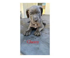 6 German Pit puppies for sale - 7