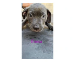 6 German Pit puppies for sale - 9