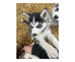 8 Alusky puppies for sale - 2