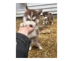 8 Alusky puppies for sale - 4