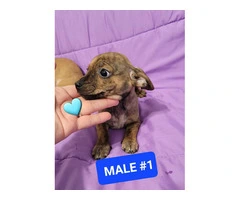 Male and female Chiweenie puppies