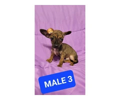 Male and female Chiweenie puppies - 2