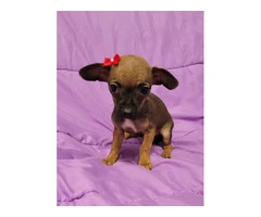 Male and female Chiweenie puppies - 3