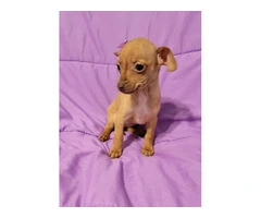 Male and female Chiweenie puppies - 4