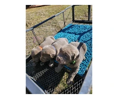 7 AKC registered Silver Lab Puppies for sale
