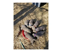 7 AKC registered Silver Lab Puppies for sale - 2