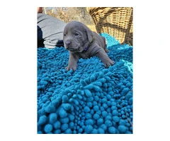 7 AKC registered Silver Lab Puppies for sale - 3