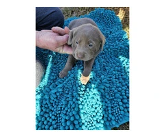 7 AKC registered Silver Lab Puppies for sale - 4