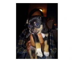 2 purebred Chihuahua puppies for sale