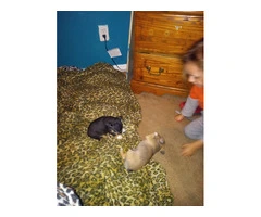 2 purebred Chihuahua puppies for sale - 4