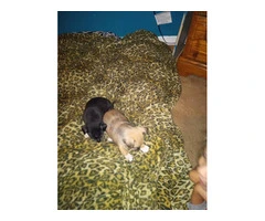 2 purebred Chihuahua puppies for sale - 5