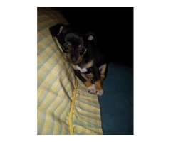 2 purebred Chihuahua puppies for sale - 6