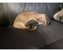2 purebred Chihuahua puppies for sale - 7
