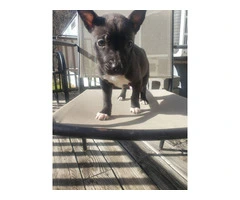 6 Pitsky puppies for sale - 3