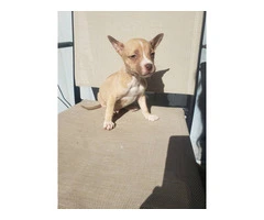 6 Pitsky puppies for sale - 4