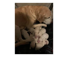 Baby Pyrador puppies - 2