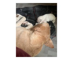 Baby Pyrador puppies - 3