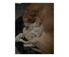 Baby Pyrador puppies - 5