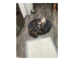 American Tri Bully puppies for sale - 5