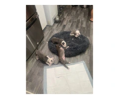 American Tri Bully puppies for sale - 6