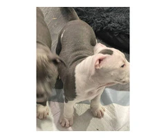 American Tri Bully puppies for sale - 7