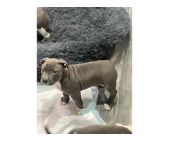 American Tri Bully puppies for sale - 8
