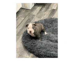 American Tri Bully puppies for sale - 9