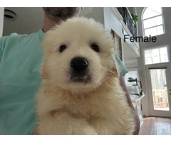 Male & female Great Pyrenees puppies