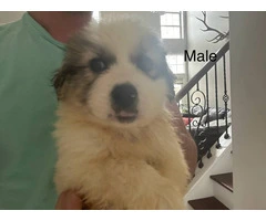 Male & female Great Pyrenees puppies - 2