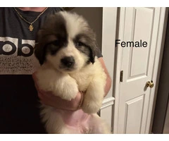 Male & female Great Pyrenees puppies - 4