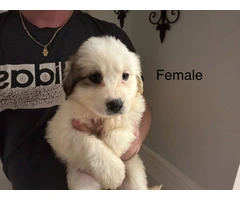 Male & female Great Pyrenees puppies - 5
