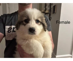 Male & female Great Pyrenees puppies - 6
