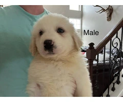 Male & female Great Pyrenees puppies - 7