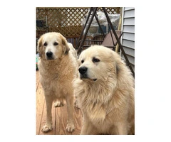 Male & female Great Pyrenees puppies - 8