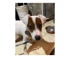 Male Short Legged Jack Russell puppy