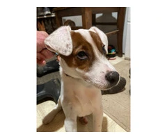 Male Short Legged Jack Russell puppy - 3