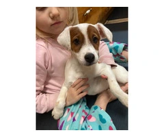 Male Short Legged Jack Russell puppy - 5