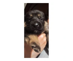 3 pure breed German Shepherd puppies for sale - 4