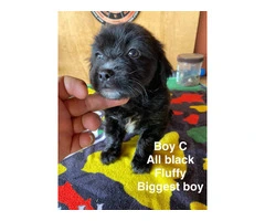 7 weeks old Taco terrier puppies for sale - 2