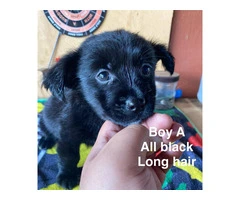 7 weeks old Taco terrier puppies for sale - 4