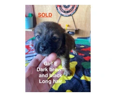 7 weeks old Taco terrier puppies for sale - 5