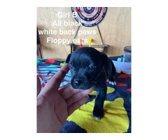 7 weeks old Taco terrier puppies for sale - 7