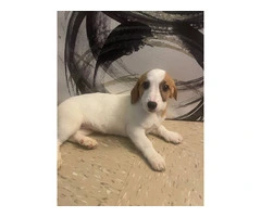 3 months old Jack Russell puppy for sale