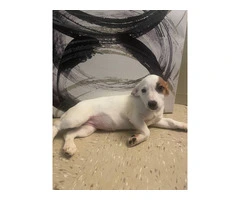 3 months old Jack Russell puppy for sale - 2