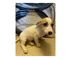 3 months old Jack Russell puppy for sale - 3
