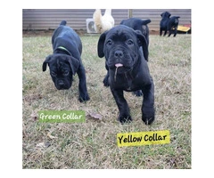 ICCF Cane Corso puppies for sale
