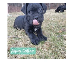 ICCF Cane Corso puppies for sale - 2