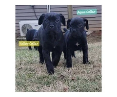 ICCF Cane Corso puppies for sale - 3