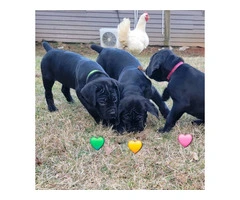 ICCF Cane Corso puppies for sale - 4